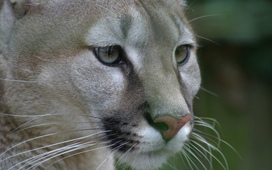 Pumas inhabit the montane forest, canyonland and desert habitats fringing the Colorado's length.