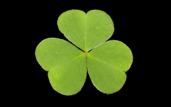 The true shamrock is the white clover.