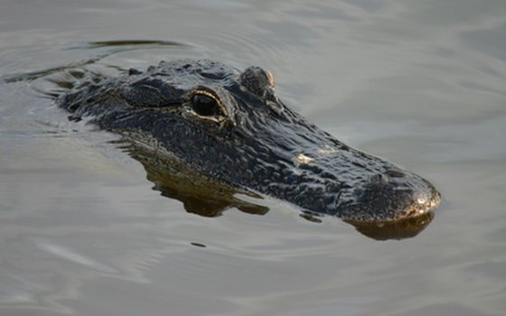 You may see alligators if you're fishing in the Everglades.