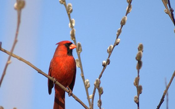 The northern cardinal is not only the state bird, but a popular state emblem as well.