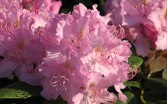 Free tours of the Isabella Plantation in London's Richmond Park show off the rhododendron collection.