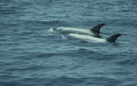 Dolphin are often sighted off Southern California's shores.