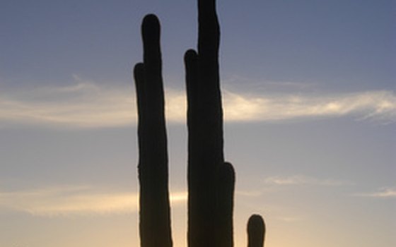 Saguaro National Park contains about 1.6 million saguaro cactuses.