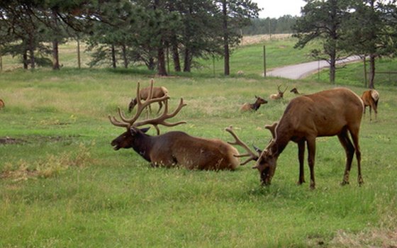 There is a herd of about 400 elk within the Buffalo National River park area.