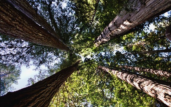 Redwoods stand hundreds of feet tall.