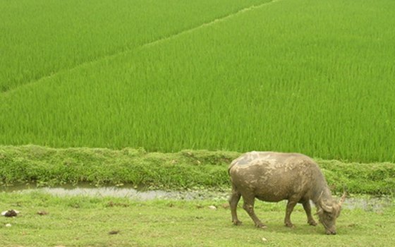Rice fields are a prominent feature of Vietnam's landscape.