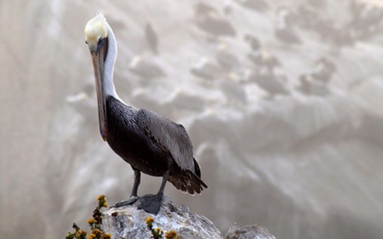 Bird watching is popular among the beaches near San Louis Obispo.