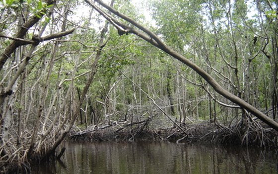 Mangrove trees thrive in southern Florida.
