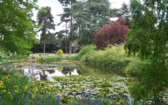 The lily pond at Kew Gardens where free guided tours are offered daily.