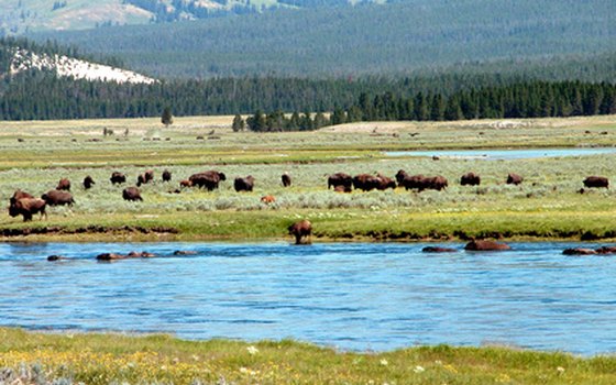 Yellowstone National Park is a world-famous wildlife-watching destination.