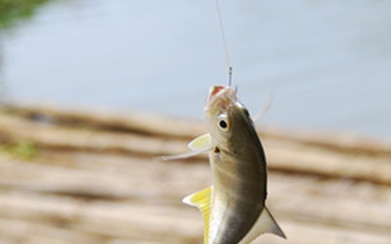 Reel in trout from the lake.