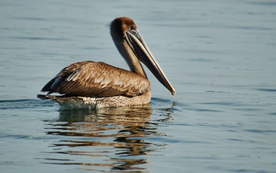 Pelicans line the marina docks hoping for a leftover fish or two.