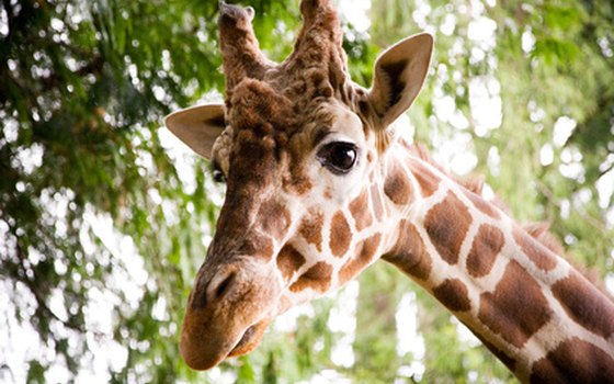 The Houston Zoo has giraffes.
