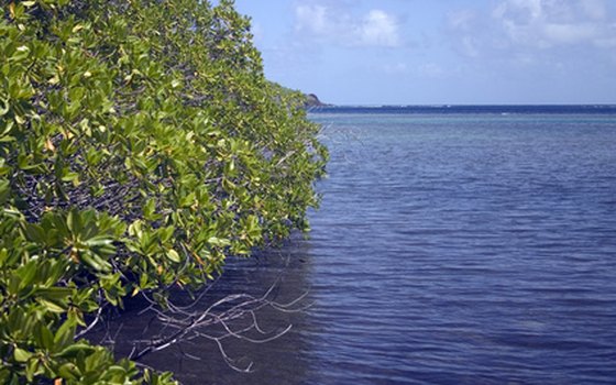 Mangrove trees line the waterways of the area.