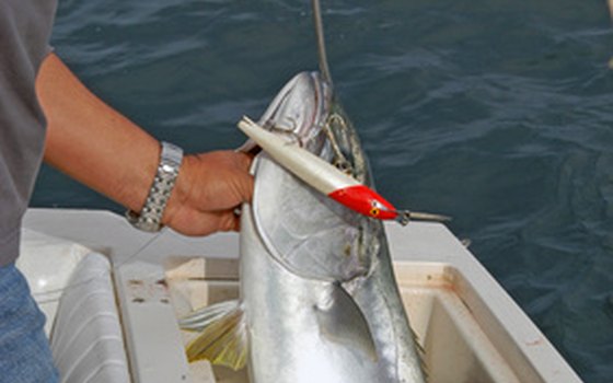 You can fish with lures, live bait or flies in the waters around Naples.