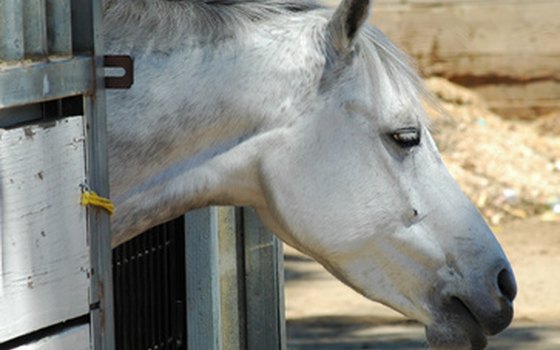 Look for a facility where your horse will be comfortable in the Arizona heat.