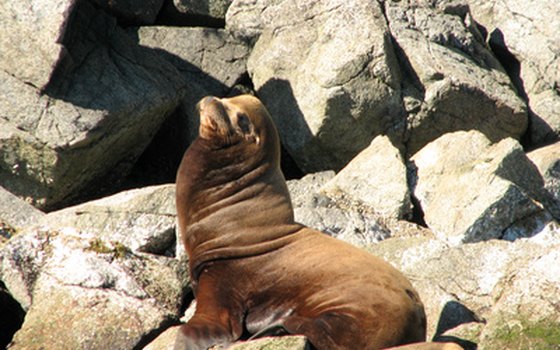 Spot sea lions, seals, porpoises, eagles and orcas from Vancouver Island.