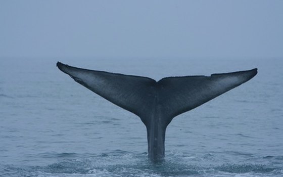 Whale season is a great time to visit a California beach.