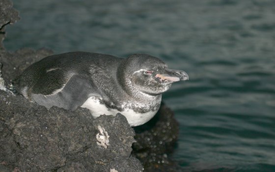 The Galapagos Penguin is the world's most rare penguin.