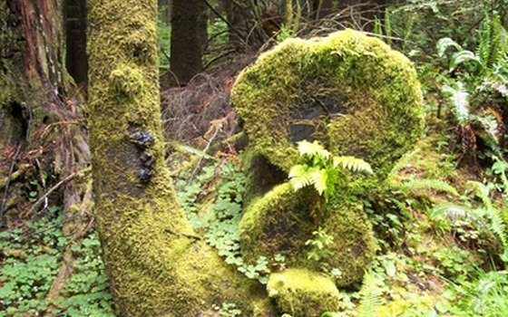 The Northwest coastal forest is partly defined by enormous trees and carpets of ferns and moss.