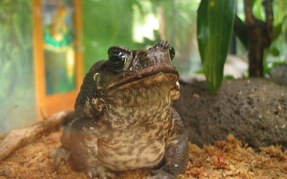 There are many species of frogs and toads in the Monte Verde Cloud forest.