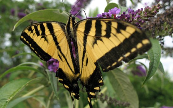 Visit the permanent butterfly exhibit in Houston.