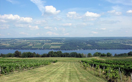 The Finger Lakes is a popular wine-making region in NY.