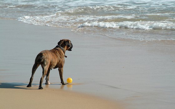 At the dedicated dog beach at Woodmere Park, Fido can play in the surf all day long.