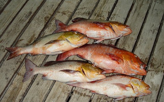 Red snapper is just one of many varieties of fish in the Gulf.