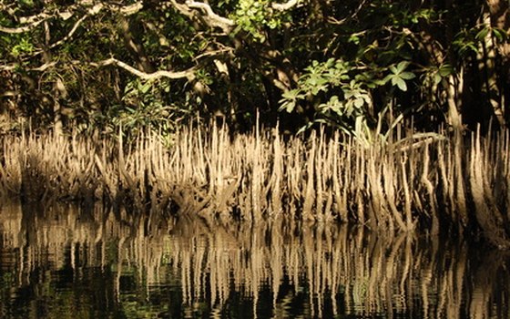 Mangroves and sea grasses fill the 10,000 Islands National Wildlife Refuge.