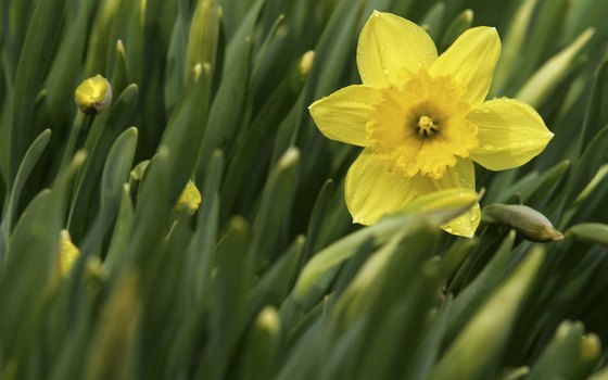 Come to Bell Buckle, Tennessee, to see hundreds of daffodils in bloom.