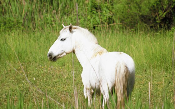 As long as you remain on horseback the local fauna will be unafraid.