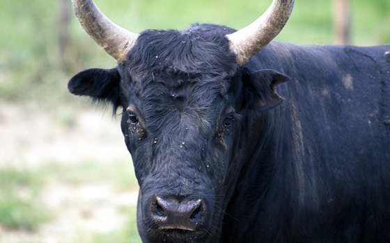 Camarguaise bulls are small, black and surprisingly gentle.