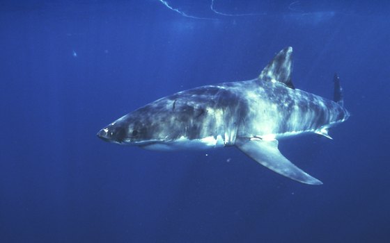 It's unlikely that a Malibu-area snorkeler would encounter a white shark, but the possibility exists.