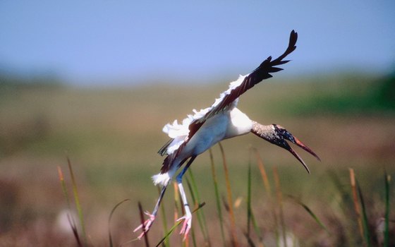 Campers, hikers and birders may glimpse an endangered wood stork at Matanzas State Forest.