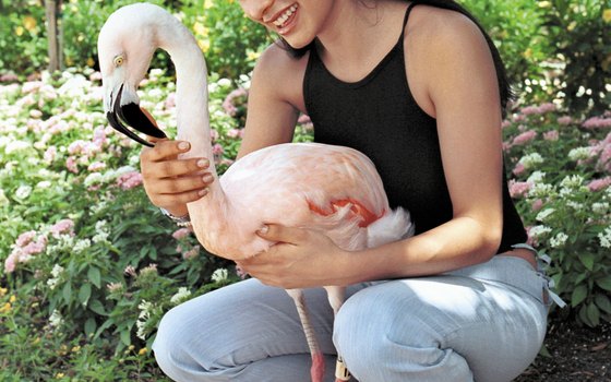 A pink flamingo gets up close and personal at Busch Gardens in Tampa.