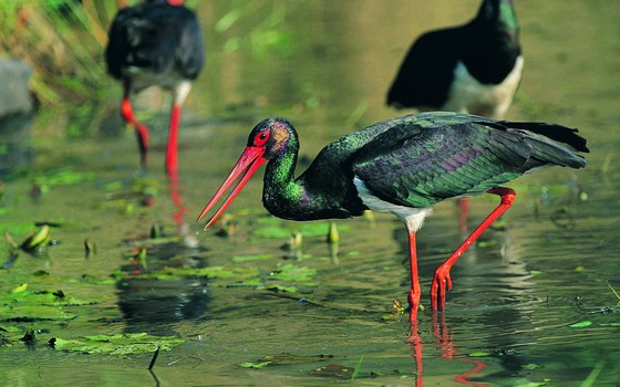 The black stork is one of hundreds of birds native to Kruger.