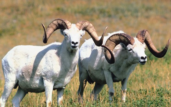 Dall sheep graze in high mountain pastures.