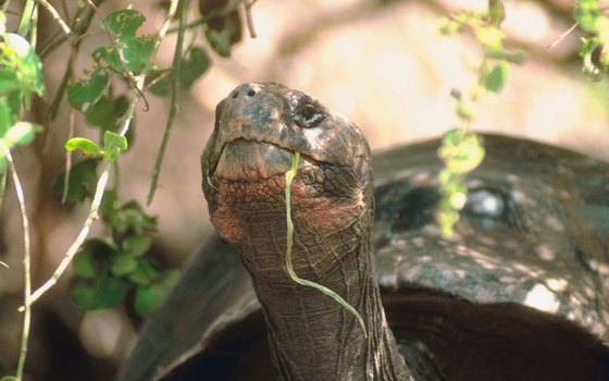The Galapagos Islands are named after the Spanish word for tortoise. The islands are home to the world's largest species of tortoise.