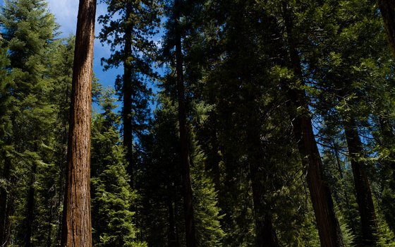 Hike among giant Sequoias.