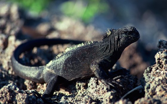 Marine iguanas exist only in the Galapagos Islands.