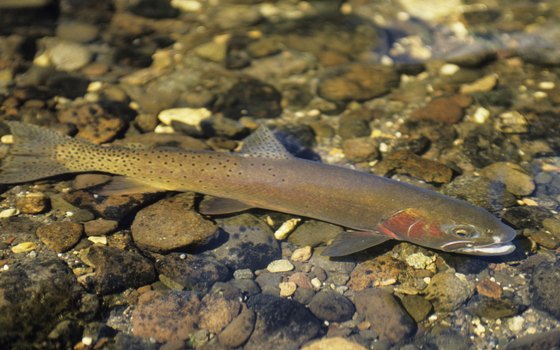 Cutthroat trout are plentiful in Yellowstone.