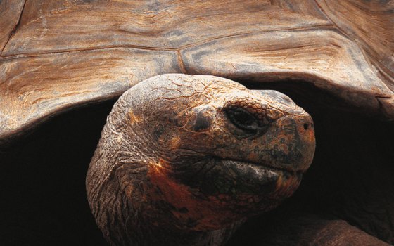 Giant tortoises are the best-known residents of the Galapagos Islands.