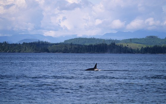 Orcas prowl the coastal fjords and straits of British Columbia.