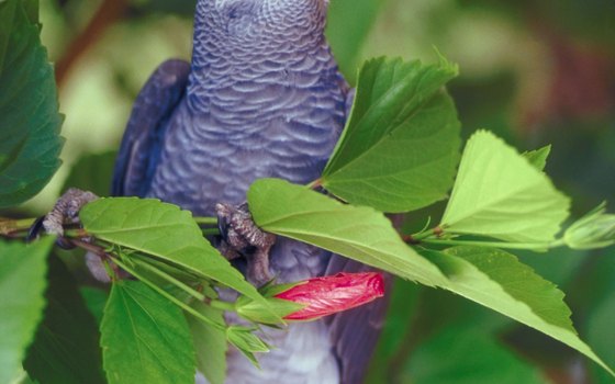 Tropical birds galore reside in Pigeon Forge's Parrot Mountain and Gardens.