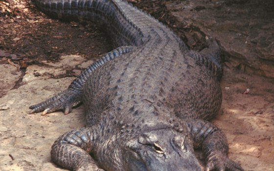 Alligators are frequently spotted during airboat rides.