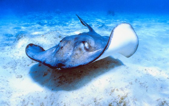 Stingrays abound in the waters off Peanut Island.
