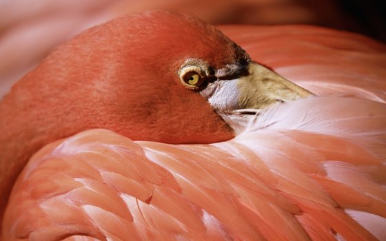 Thousands of pink flamingos nest at nearby Celestun from March to August.