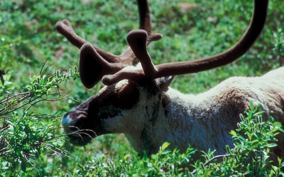 Denali offers glimpses of many types of wildlife.