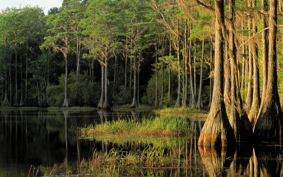 The largest remaining stand of pine forest in South Florida is preserved in Everglades National Park.